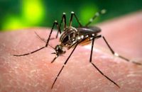 as-zika-virus-spreads-el-salvador-asks-women-not-to-get-pregnant-until