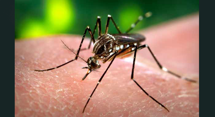 as-zika-virus-spreads-el-salvador-asks-women-not-to-get-pregnant-until