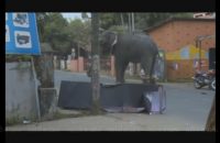 elephant-rampage-at-kozhikode