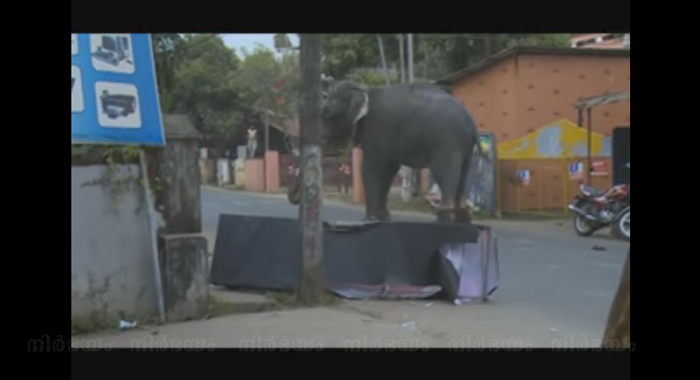elephant-rampage-at-kozhikode