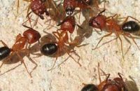 big-ants-found-living-in-12-year-old-girls-ear