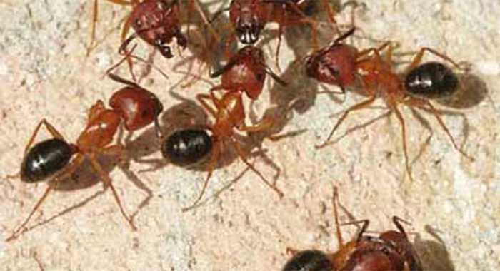 big-ants-found-living-in-12-year-old-girls-ear