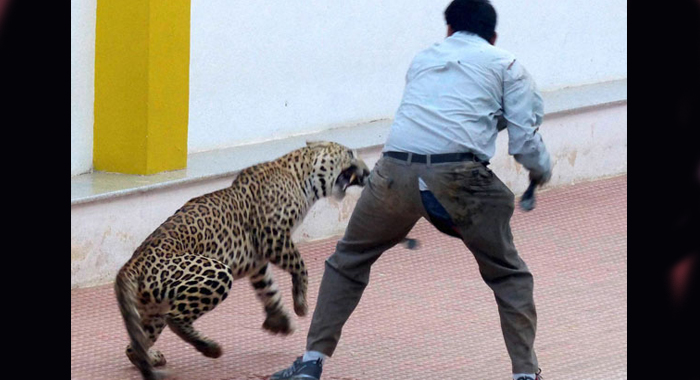 leopard-that-snuck-into-bengaluru-school-escapes-from-zoo-ca