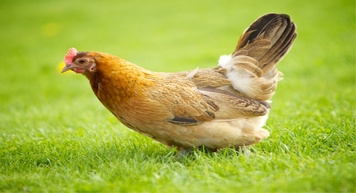 jharkhand-farmer-wants-police-case-filed-against-his-hen