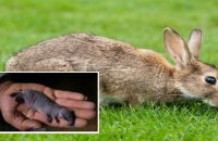 rabbit-gives-birth-to-elephant-like-freak