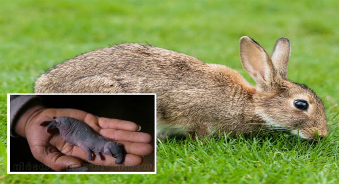 rabbit-gives-birth-to-elephant-like-freak