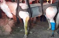 bjp-mla-ganesh-joshi-arrested-for-allegedly-assaulting-police-horse-shaktiman