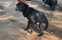 bengaluru-woman-thrashes-8-puppies-to-death-to-teach-dog-a-lesson