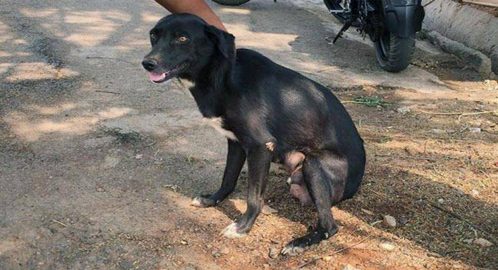 bengaluru-woman-thrashes-8-puppies-to-death-to-teach-dog-a-lesson