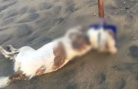 dog-found-raped-murdered-and-left-hanging-from-tree-in-washington