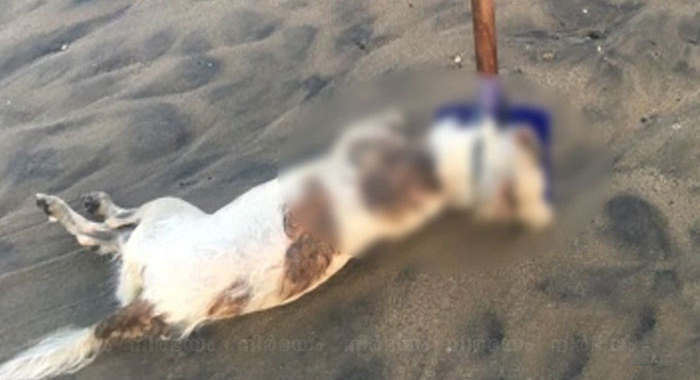 dog-found-raped-murdered-and-left-hanging-from-tree-in-washington