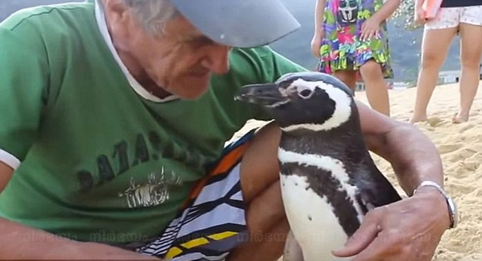 loyal-penguin-travels-5000-miles-to-visit-man-who-saved-him-from-the-brink-of-death
