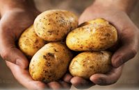 potatoes-heal-stomach-ulcers
