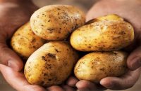pre-pregnancy-potato-consumption-linked-to-gestational-diabetes