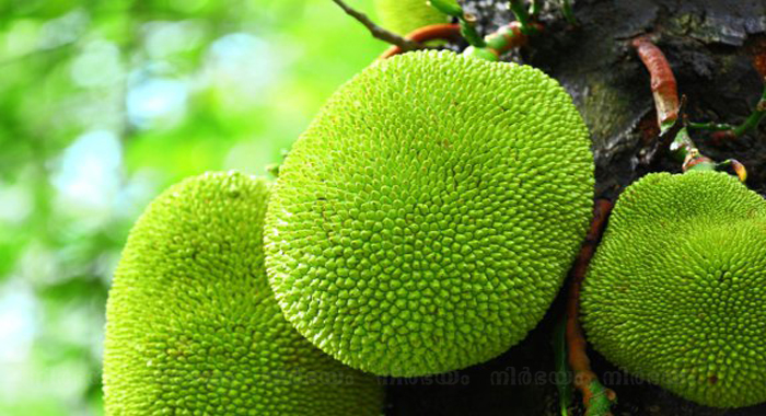 jackfruit-price-hiked-in-kerala