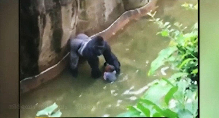 toddler-falls-into-gorilla-cage-at-cincinnati-zoo