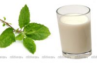 what-happens-to-your-body-when-you-drink-tulsi-with-milk