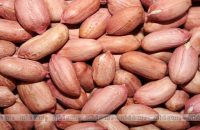 eat-10-grams-of-nuts-a-day-for-longer-life