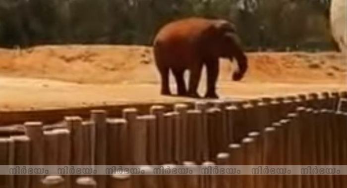 girl-dies-after-elephant-throws-stone-in-morocco-zoo