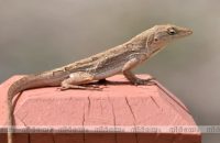 lizards-falling-on-you-can-reveal-the-future