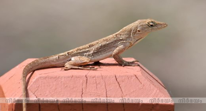 lizards-falling-on-you-can-reveal-the-future