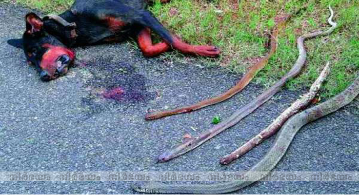 mans-true-best-friend-doberman-dies-fighting-4-cobras-to-save-his-human-family