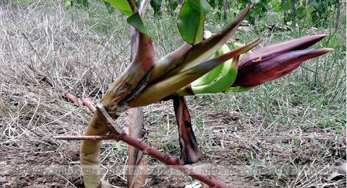 unexpected-growth-of-banana-plant