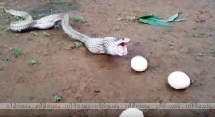 cobra-throws-up-6-eggs-after-swallowing-7-in-odisha