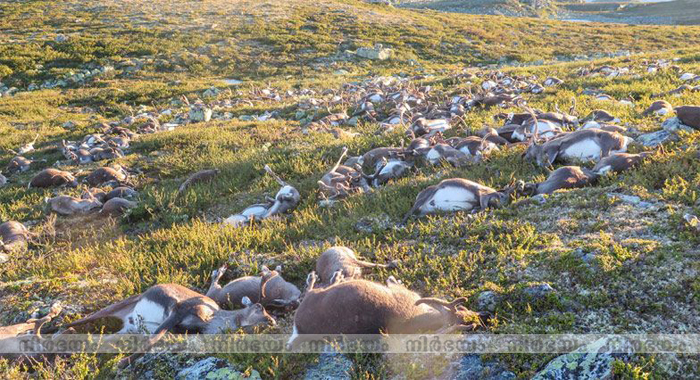 lightning-kills-more-than-300-reindeer-in-rare-mass-death