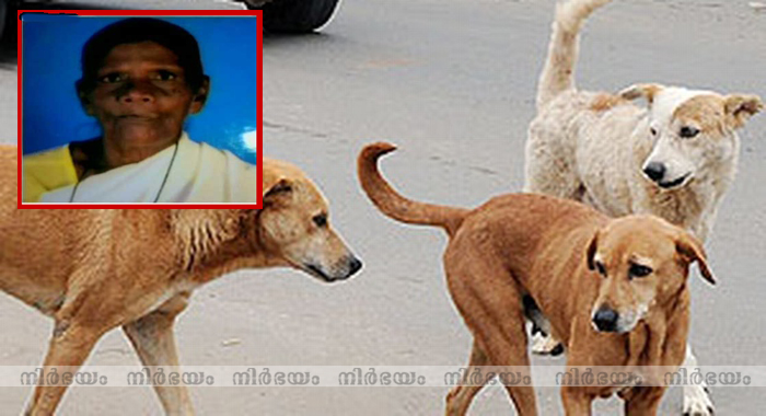 stray-dogs-attacked-and-killed-old-lady-at-pulluvila-thiruvananthapuram