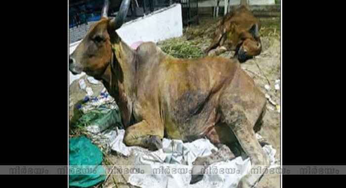 100kg-of-plastic-and-other-waste-found-from-stomach-of-cow