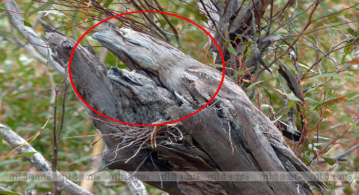 carefully-camouflaged-bird-is-the-latest-brain-teaser-to-set-the-internet-alight