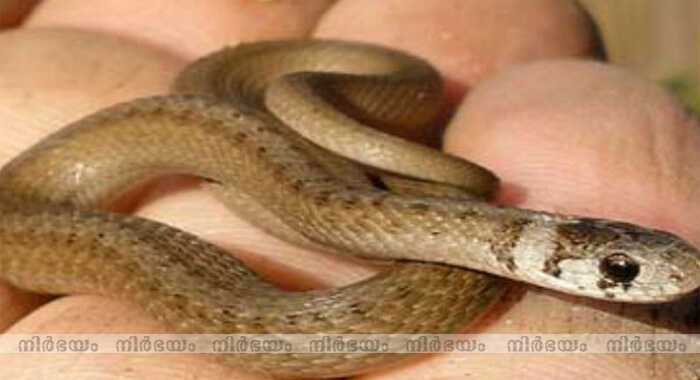man-bites-off-snakes-head-after-it-slithers-into-mouth