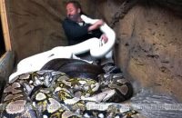 man-jumps-in-a-cage-full-of-pythons-what-happened-next-is-shocking