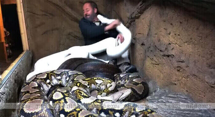 man-jumps-in-a-cage-full-of-pythons-what-happened-next-is-shocking