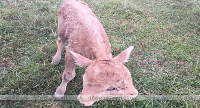 calf-born-with-2-faces