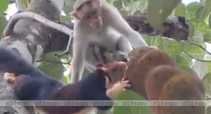 monkey-and-squirrel-fight