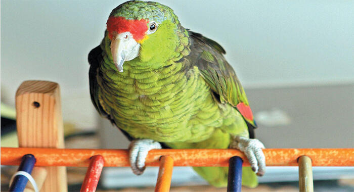 a-family-parrot-exposes-husbands-affair-with-housemaid-in-kuwait