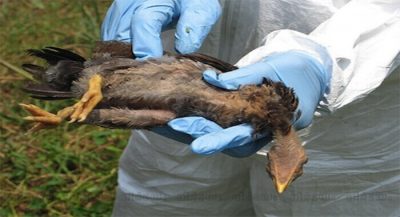 bird-flue