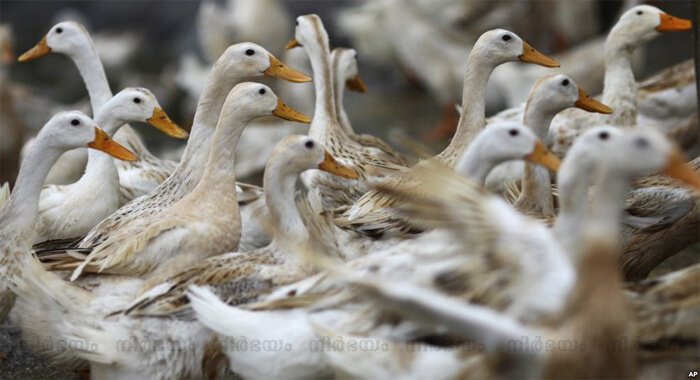 bird-flu-again-found-in-alappuzha
