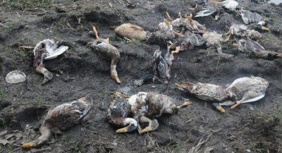 bird-flu-again-found-in-alappuzha