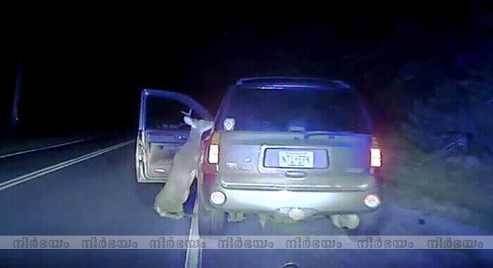 deer-attacks-driver-after-being-struck-by-car