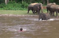 elephant-come-to-rescue-people