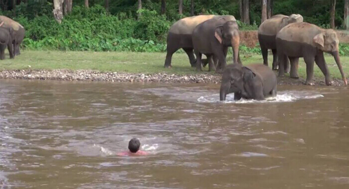elephant-come-to-rescue-people