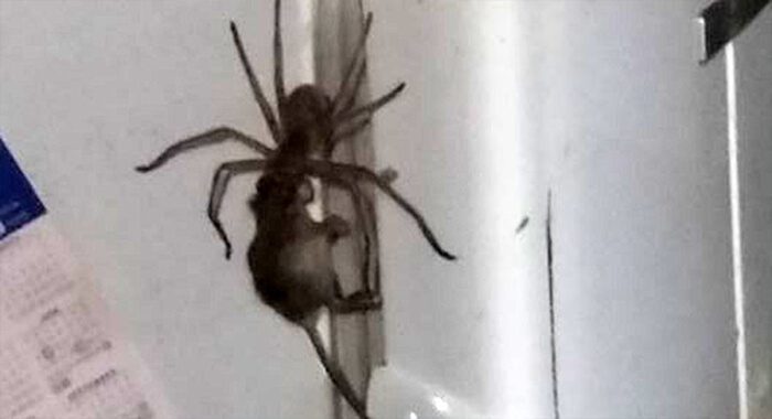 giant-spider-carrying-a-dead-mouse
