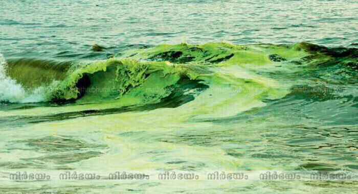 green-waves-in-kollam-beach