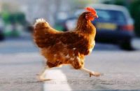 police-issue-appeal-to-find-out-why-chicken-crossed-the-road