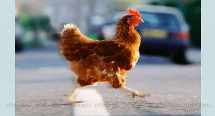 police-issue-appeal-to-find-out-why-chicken-crossed-the-road
