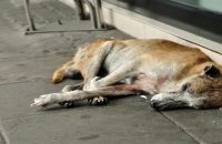 pregnant-stray-dogs-eyes-gouged-out-three-arrested