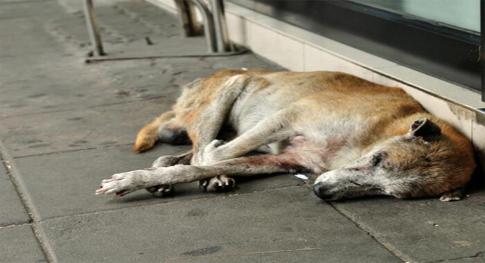 pregnant-stray-dogs-eyes-gouged-out-three-arrested